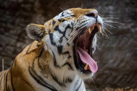 Male Siberian Tiger Yawning Stock Photo Adobe Stock