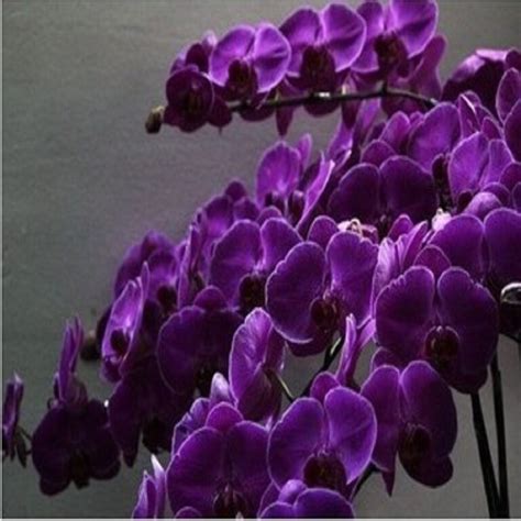 Dark Purple Butterfly Orchid Seeds 5pcs Free Shipping Worldwide