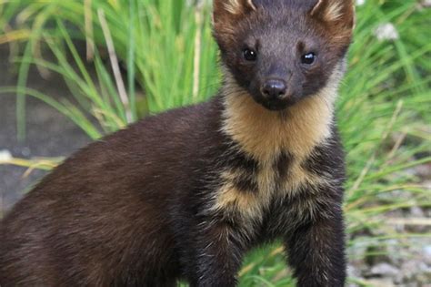Where Can I See A Pine Marten Discover Wildlife