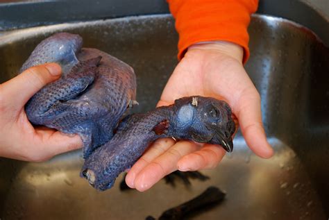 Black Silky Chicken Stock Fertility Wisdom From A Grandmother And An