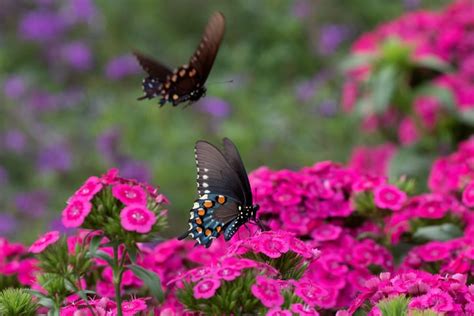 Take a look at the guide below on how to design a butterfly garden, and your garden will soon become the most popular butterfly real estate on the market. 12 Small Backyard Landscaping Ideas For Your Outdoor Oasis ...