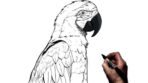 How To Draw A Parrot Step By Step Youtube