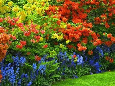 Produces abundant, light brown cones at an early age. colorful shrub border | Winning Plant Combinations | Pinterest