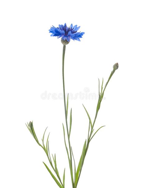 Beautiful Light Blue Cornflower Plant Isolated On White Stock Image