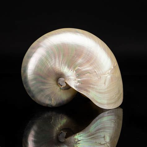 Pearl Nautilus Shell Astro Gallery Touch Of Modern