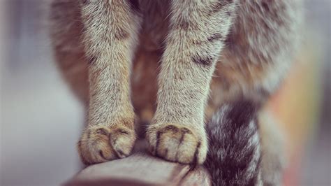 How dirty are your cat's paws? 21+ Cat Paws Wallpaper on WallpaperSafari