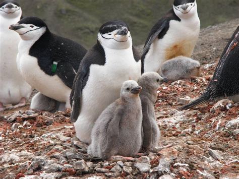 Chinstrap Penguin Numbers Take A Dive Live Science