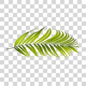 Folha De Palmeira Verde Png Transparente Download Designi