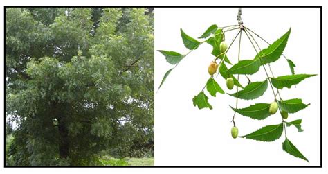 Gongura, daun turi, daun bijak, daun pasli, daun thyme, daun gugur english. Nim / Azadirachta indica/ NEEM: Philippine Medicinal Herbs ...