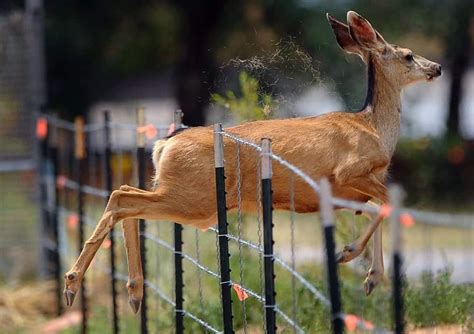 20 Hilarious Photos Of Animals Being Clumsy Page 5 Of 5