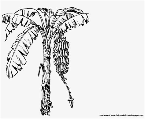 Banana Tree Clipart Black And White Download Coloring Pictures Of