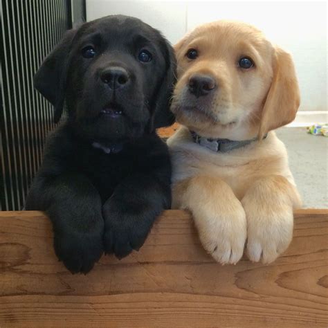 Adorable Lab Puppies To Brighten Your Day Album On Imgur Cute Dogs