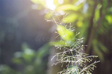 Blurred Of Flower Grass With Sun Light And Bokeh Tree Background Stock