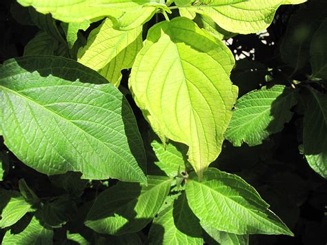 Iron Chlorosis Usu