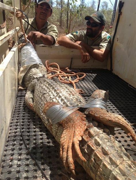 G1 Crocodilo de 3 metros é capturado em praia popular na Austrália