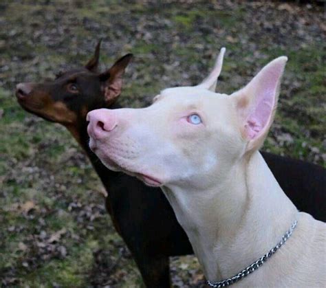 Pin By Anthony Warren On Doberman In 2020 With Images Albino Dog