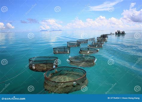 Marine Fishery Stock Photo Image Of Drift Aquaculture 3776454