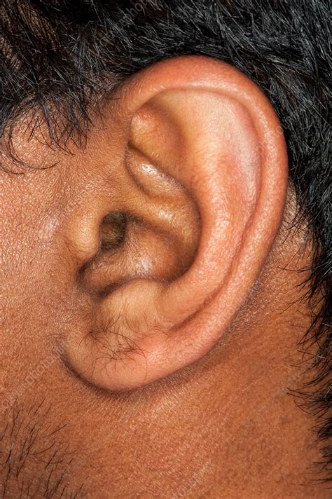 Human Ear Stock Image C0137319 Science Photo Library