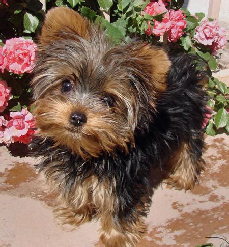 A teacup yorkie will teach you unconditional love. Very Cute Teacup Yorkie Puppies For Adoption in Edmonton