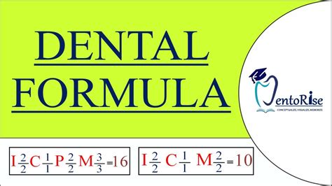 Dental Formula Of Human Teeth What Is Dental Formula Primary And