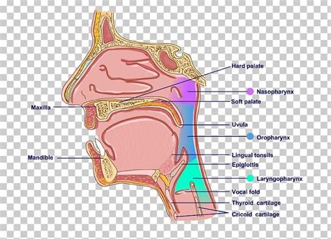 Diagram Of The Neck And Throat