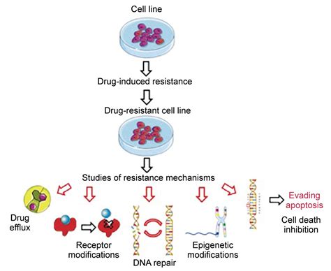 Establishment Of Drug Resistant Cell Lines As A Model In Experimental