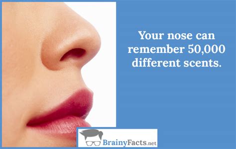 Body Facts Your Nose Did You Know