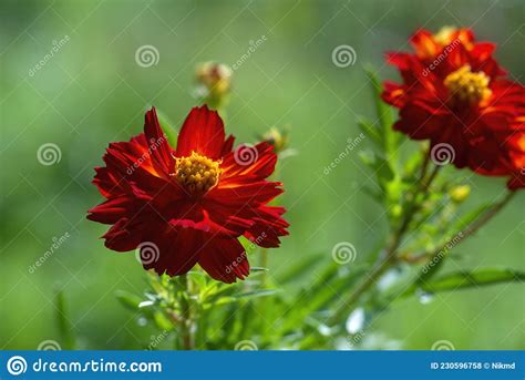 Red Cosmos Flowers Stock Photo Image Of Petals Color 230596758