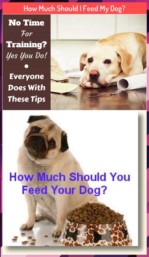 Portion control is key to making sure. How Much Should I Feed My Dog? in 2020 | Dogs, Your dog ...