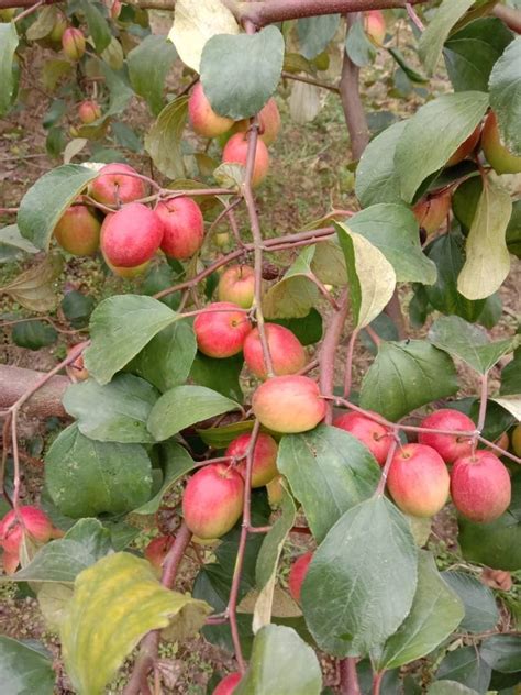 Red Kashmir Apple Ber Plants For Sale For Garden Rs 50 Piece Id 23268394333