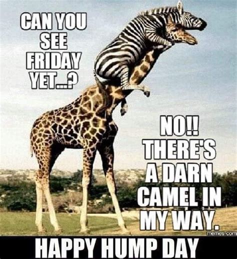 Pin By Melissa Martinez On Good Morning Funny Hump Day Memes Hump