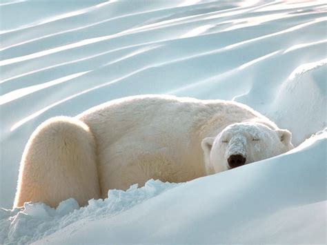 Sleeping Polar Bear The Animal Kingdom Photo 2454930 Fanpop