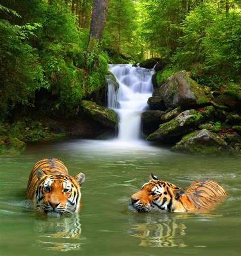 10 Important Tiger Habitat Facts Discovery UK