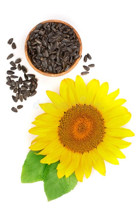 Sunflower With Seeds And Leaves Isolated On White Background Stock