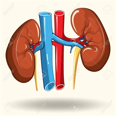 Health Kidneys Cliparts Free Download On Clipartmag