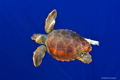Species Profile Which Sea Turtles Are Most At Risk For