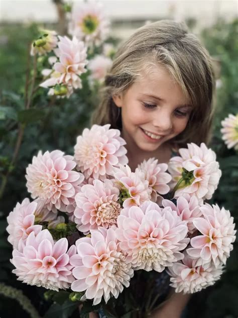 Dahlia Sweet Natalie Adenes Farm Flowers