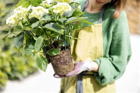 How Deep Are Hydrangea Roots Plantglossary