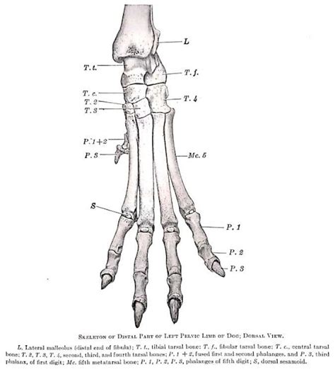 Bones Of Metatarsus And Digitdigits Gross Anatomy Anjani Mishra
