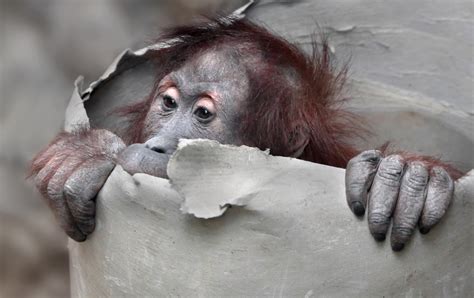 Orangutan Hd Wallpaper Background Image 2048x1289 Id903469