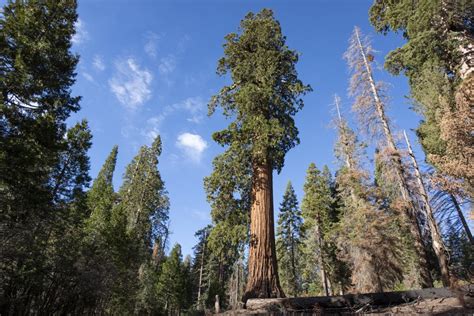 Giant Sequoia Forest Preserved In Landmark Conservation Deal