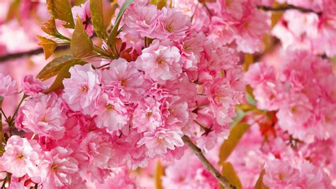 Wallpaper Sakura 4k Hd Wallpaper Cherry Blossom Pink Spring