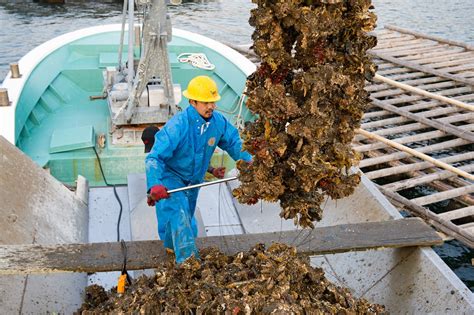 Witness An Oyster Harvest And Interact With Local Oyster Farmers