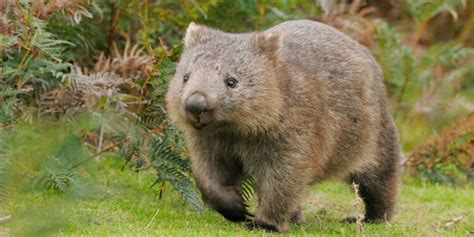 Wombats Animals Interesting Facts And Latest Pictures The Wildlife