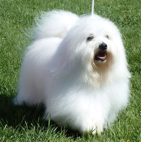 Coton De Tulear Dog Breed Pictures Information Temperament