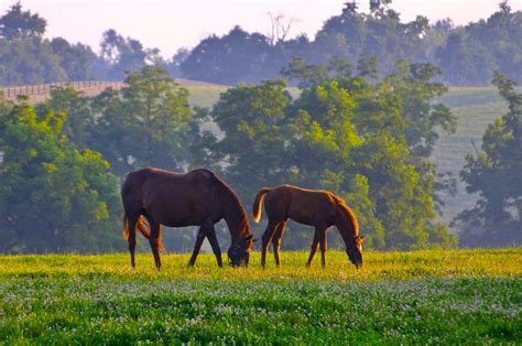 Bluegrass Beauties Kentucky Horses And Farms Beautifulnow