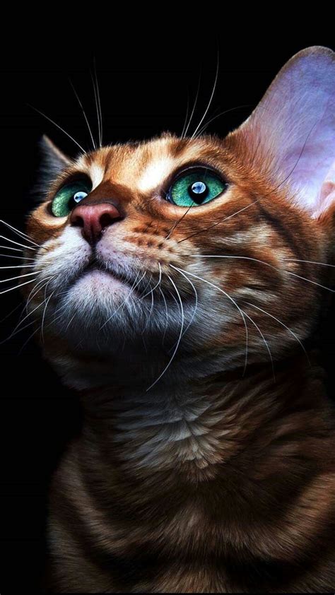 Rare Cutest Cat Breeds Pets Lovers