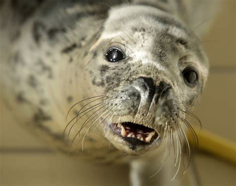 A Rescued Seal Recovers In A Pool At The Pieterburen Seal