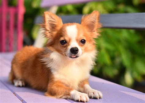 #1) chihuahuas are named after chihuahua, mexico. Chihuahua (puppy info, geschiedenis, karakter) - Puppygroep.nl