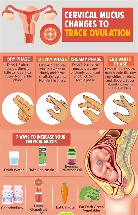 Increase The Fertility Of The Cervical Mucus And There Improve Your